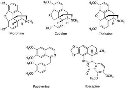 Opium Alkaloids in Harvested and Thermally Processed <mark class="highlighted">Poppy</mark> Seeds